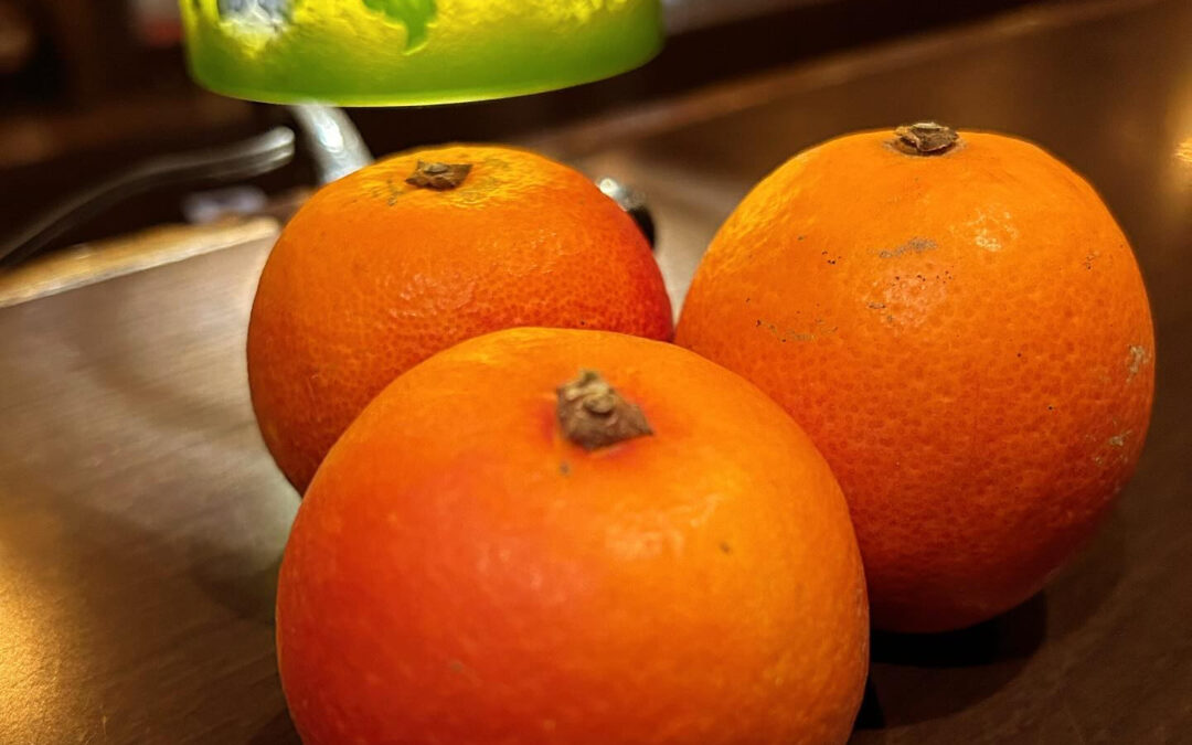 《甘夏のジントニック》